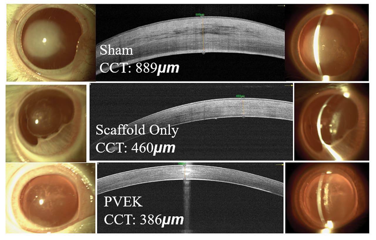 Figure 5: Examples of rabbits from the GLP study: sham/descemetorhexis only (top), collagen scaffold only without human cells (middle), and PVEK (bottom).