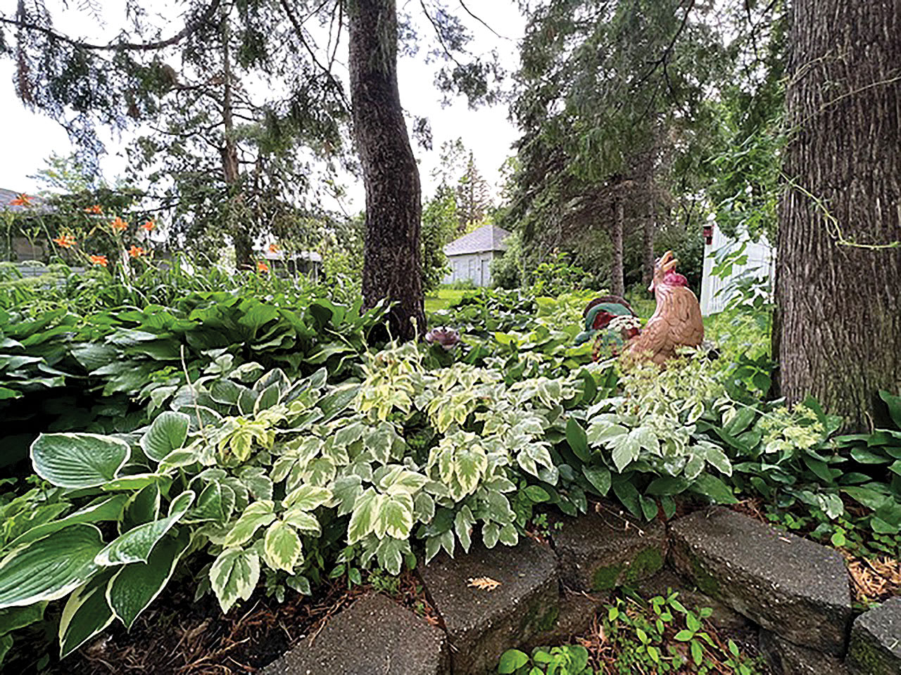 Note the concrete rooster. It was on the farm and given to me when my mother passed away. (Photo courtesy: Dr. Carlson)