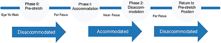 Figure 6. Schematic of the phases of accommodation.
