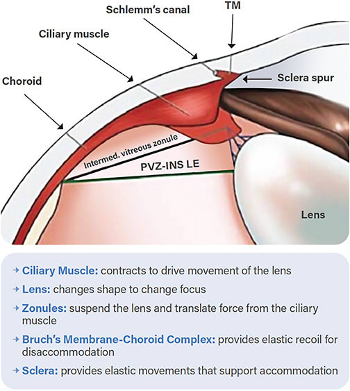 Figure 2. Anatomy of the accommodative apparatus. Figure from 5.