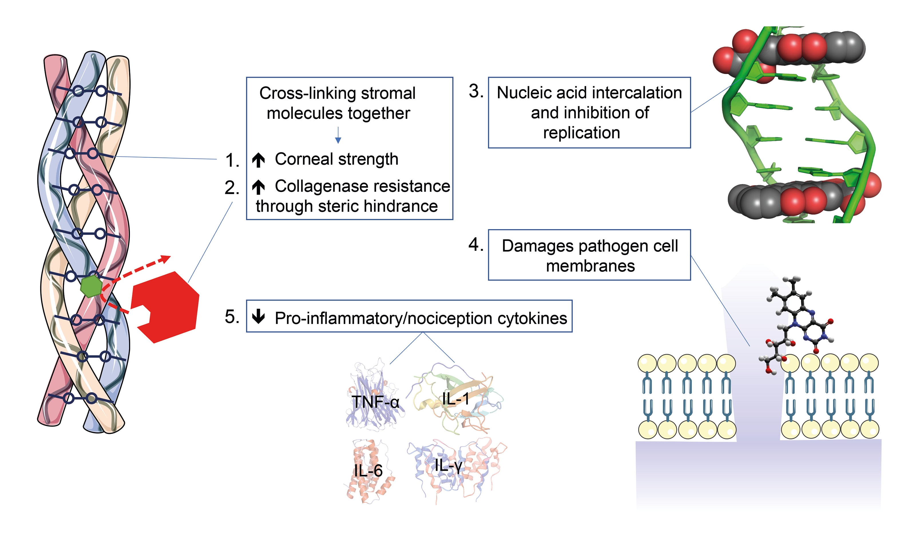 Figure 1: The ways in which the reactive oxygen species generated during the corneal cross-linking photochemical reaction interact with the cornea.
