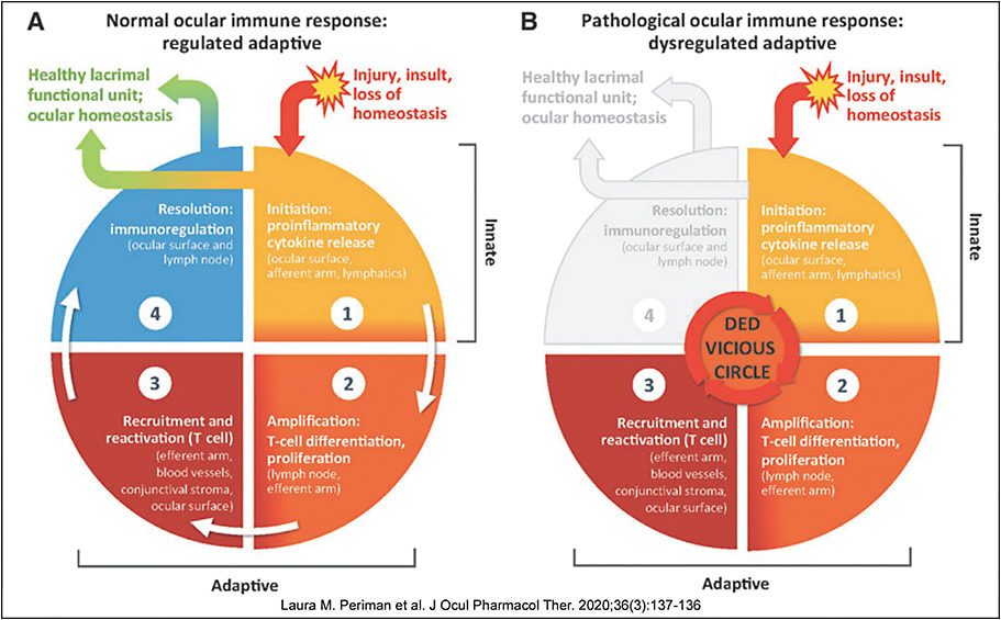 Figure 3. The normal ocular immune response contrasted with the pathological ocular immune response.