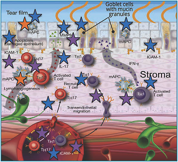 Figure 3. Mechanisms of action of Restasis (blue stars), Xiidra (purple stars), and HydroEye (orange stars).