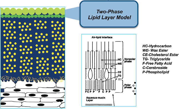 Figure 1. Basal tears are structural.