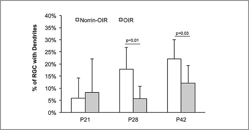 Figure 2. In an animal model of oxygen-induced retinopathy (OIR), eyes exposed to exogenous norrin (norrin-OIR) display a greater number of neuronal projections (dendrites) compared to control eyes, indicating that norrin-OIR facilitates neuronal maturation in the setting of vascular disease.