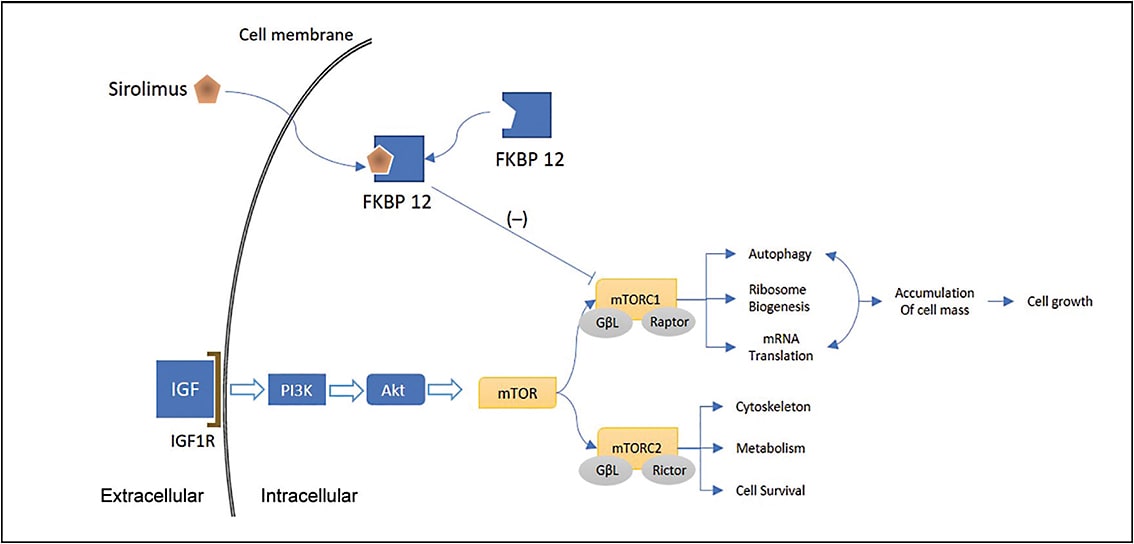 Figure 1. Outline of the mechanistic target of rapamycin (mTOR) pathway and the role of sirolimus in its blockage.