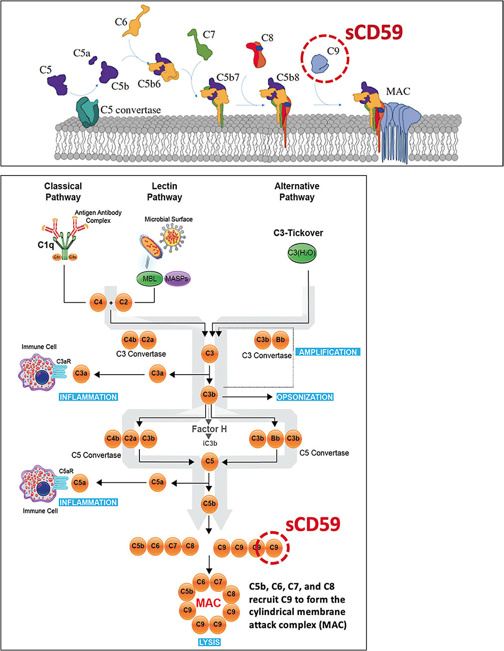 Figure 3.  The HMR59 gene therapy (Hemera Biosciences) aims to increase the ability of retinal cells to make a soluble form of CD59. IMAGE COURTESY OF HEMERA BIOSCIENCES
