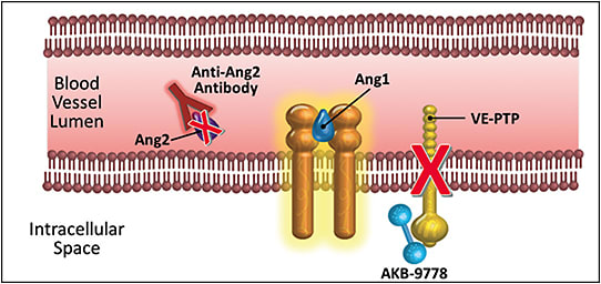 Figure 3. Restoration of Tie2 activity by inhibition of VE-PTP with AKB-9778 or an antibody against Ang2.