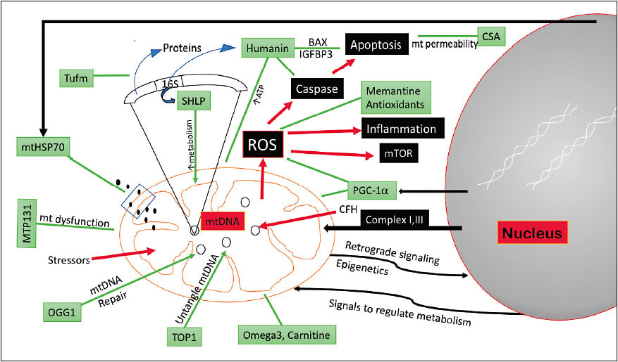 Figure 2. Schematic drawing of potentially effective modalities (green boxes) for mitochondrial repair.
