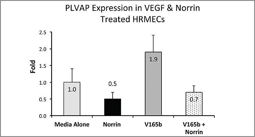 Figure 1. Normalized plasmalemma vesicle-associated protein (PLVAP) levels within cultured human retinal endothelial cells in the presence of media alone, norrin protein, VEGF-B (25 ng/mL), and VEGF-B (25 ng/mL) and norrin. This experiment shows that the exogenous application of norrin significantly decreases PLVAP levels alone and in the presence of VEGF.