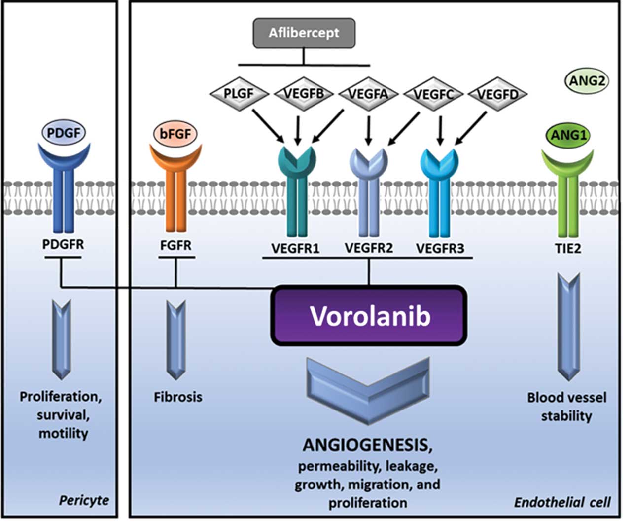 Figure 1.  Tyrosine kinase inhibitors act intracellularly to inhibit all VEGF receptor isoforms as well as other tyrosine kinase receptors on the cell membrane. Aflibercept and other anti-VEGFs act extracellularly to bind to VEGF and prevent their activation of VEGF receptor and its downstream intracellular cascade.<sup>12</sup>
