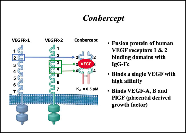 Figure 1. Schematic showing the structure of conbercept, comprised of the second IgG domain of VEGFR1 and the third and fourth domains of VEGFR2 to the constant region (Fc) of human IgG1. Image courtesy of Chengdu Kanghong Biotechnology Co., Ltd.