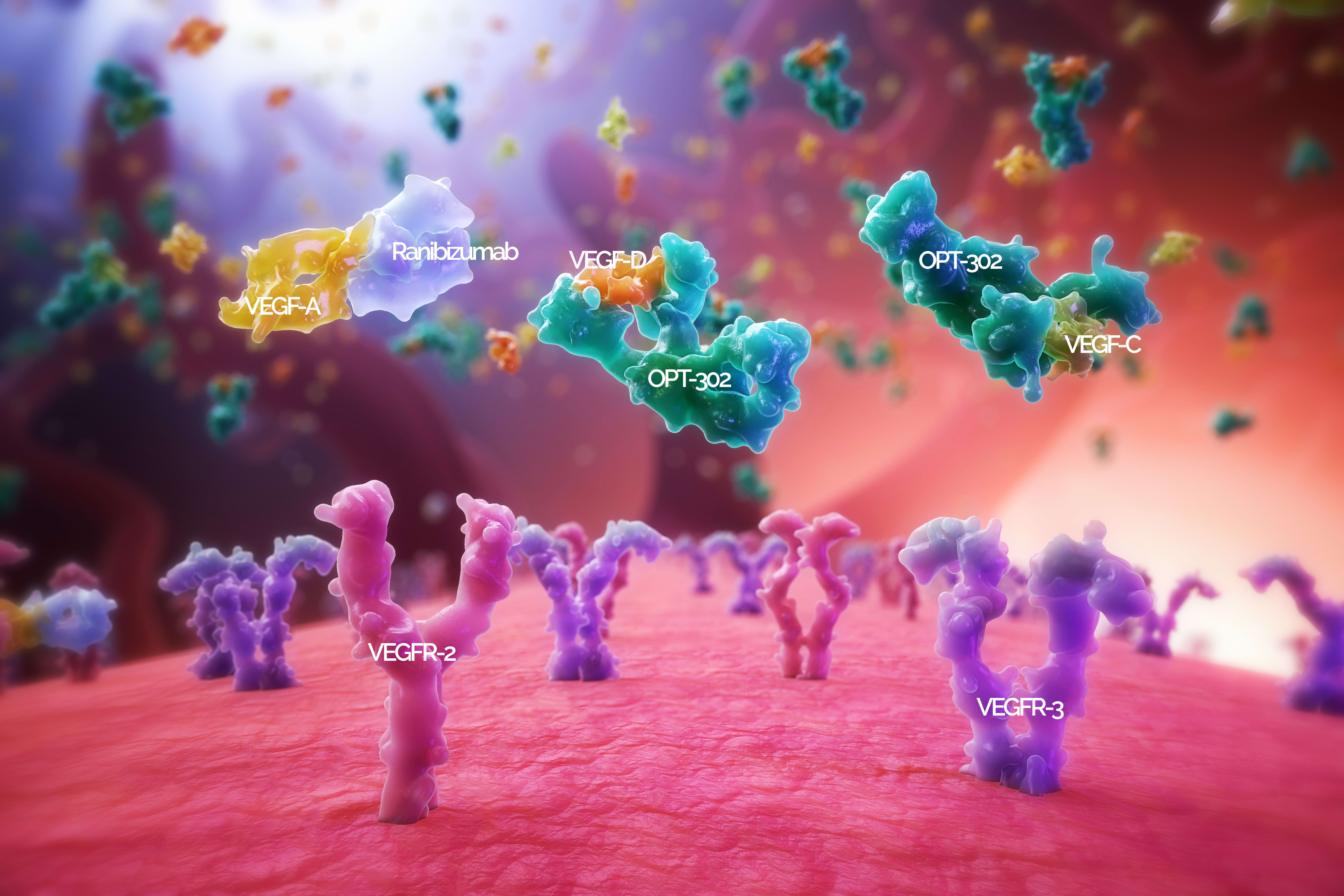 Figure 1. VEGF-A, VEGF-C, and VEGF-D bind and activate VEGF receptor 2, the main receptor signaling for angiogenesis and vascular permeability, while VEGF-C and VEGF-D are the only know ligands for VEGF receptor 3, which also is an important driver of angiogenesis.