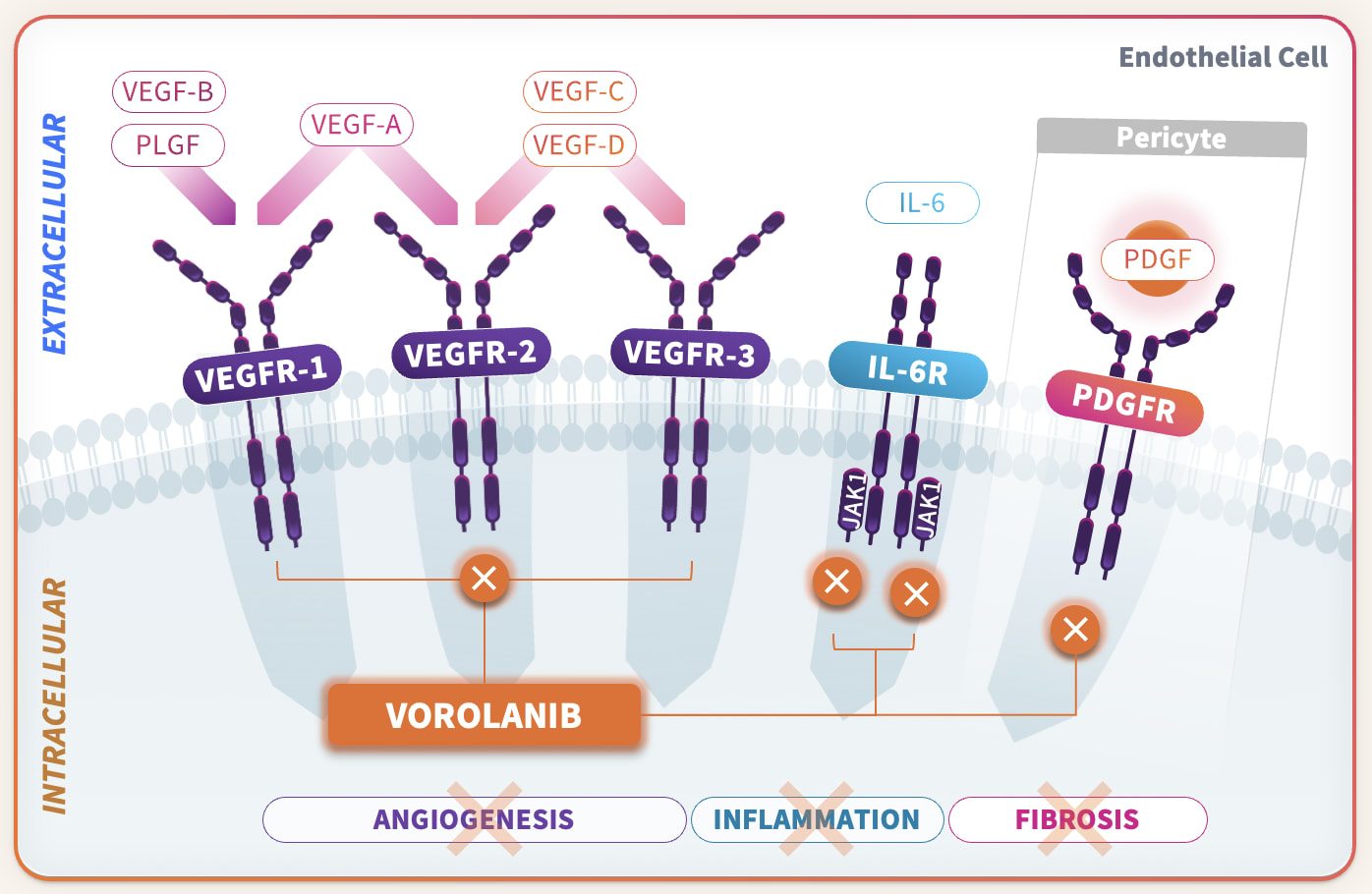 Vorolanib is a potent and selective TKI working intracellularly toblock angiogenic and inflammatory signaling. It blocks signaling from all VEGFRs as well as PDGFR, and inhibits IL-6 inflammatory signaling by targeting JAK1