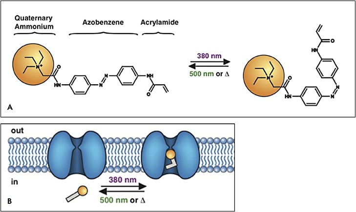 Figure 2. Mechanism of the first-generation photoswitchable potassium channel blocker AAQ. Short-wavelength light isomerizes the azobenzene moiety from trans to cis conformation (A). The latter can block the voltage-gated potassium channel (B) resulting in cell depolarization. Longer wavelength light or complete darkness causes relaxation to the trans form, which unblocks the channel. Figure modified from Mourot et al.22