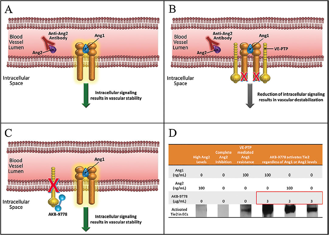 Figure 4. Inhibiting Ang2 theoretically allows for more efficient activation of Tie2 by Ang1 (A). Inhibiting Ang2 does not affect VE-PTP, the most downstream deactivator of Tie2; preclinical experiments have shown that this may leave the system in an Ang1-resistant state (B). Shen et al report that inhibiting VE-PTP with AKB-9778 overcomes this Ang1 resistance (C).30 Robust activation of Tie2 only occurs with AKB-9778 therapy and is irrespective of Ang1 or Ang2 levels (D).