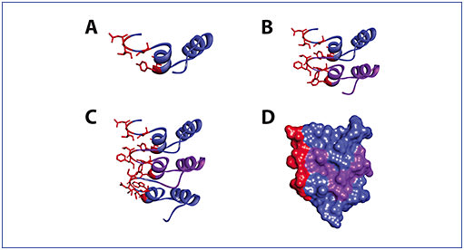 Figure 2. Stacking of ankyrin repeats creates the DARPin® molecule binding surface. A-C show the sequential stacking of ankyrin repeat domains. Variable residues are highlighted in red, while the backbone scaffold is shown in blue or purple. A surface model (D) highlights the surface formed by variant residues of stacked chains (alternating blue and purple). This model omits the modified terminal cap ankyrin motifs, which would otherwise appear on the top and bottom of the structure shown in (D).