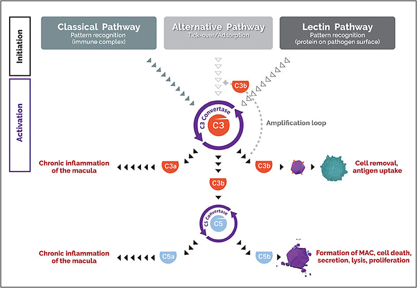 Figure 1. Complement component 3, the central molecule of the complement system.