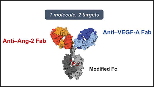 Figure 1. The faricimab molecule.4,10