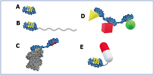Figure 6. DARPin® molecules can be customized in different ways. Examples: (A) An unmodified DARPin® molecule. (B) Addition of a polymer conjugate to slow diffusion of a drug through tissue. (C) Genetic fusion with another DARPin® domain that binds serum albumin to increase systemic exposure. (D) DARPin® modules that bind to different targets cans be assembled into a single, multispecific DARPin® therapeutics. (E) DARPin® modules can be attached to other active payloads, such as drug conjugates, toxin conjugates, or imaging enhancement agents.4