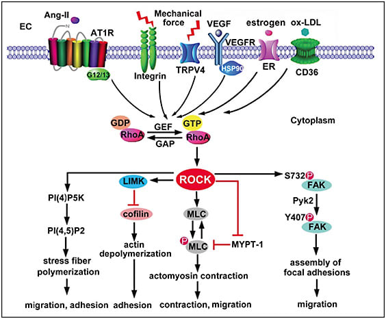 Figure 1.  Activation of Rho kinase by RhoA-GTP in endothelial cells.