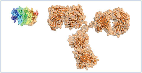 Figure 5. The small size of DARPin® molecules (left) compared with the size of antibodies (right) allows for the development of drugs that have a high molar dose with low mass dose. In addition, the stability and solubility of DARPin® molecules impact dose flexibility.