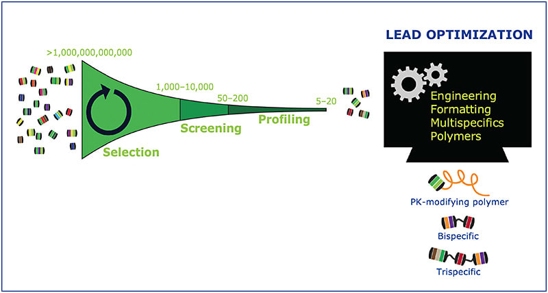 Figure 3. The DARPin® molecule discovery process begins with a large library of DARPin® molecules encoded in DNA. The theoretical size of these libraries can be >1012 unique molecules. Although the specifics vary with each application, this process can be considered in 4 major steps: 1) Initial selection rounds using ribosome display (or another display technology) are performed to enrich for library members that bind to a target of interest. 2) A smaller number of selected binders are screened for desired biological effect and other attributes. 3) A pool of lead candidates is chosen by profiling success screen hits. Profiling may include lower-throughput, higher-detail studies to assess binding, developability, solubility, stability, and other attributes desired for the final molecule. 4) Finally, during lead optimization, lead candidate DARPin® modules may be engineered, conjugated to chemical moieties, or formatted with other DARPin® modules to create a DARPin® therapeutic with design attributes for the intended therapeutic application.4,6