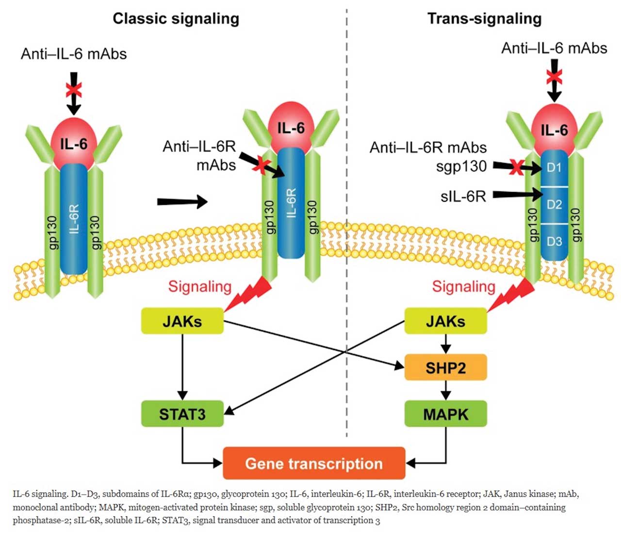 <p><strong>Figure 1.</strong> The IL-6 classical and trans-signaling pathways with targets for monoclonal antibodies depicted. Adapted from Serizawa K, Tomizawa-Shinohara H, Miyake S, Yogo K, Matsumoto Y. Interleukin-6: evolving role in the management of neuropathic pain in neuroimmunological disorders. <em>Inflamm Regen</em>. 2021;41(1):34. doi:10.1186/s41232-021-00184-5. Material is available under Public Creative Commons License: https://creativecommons.org/licenses/by/4.0/. </p>