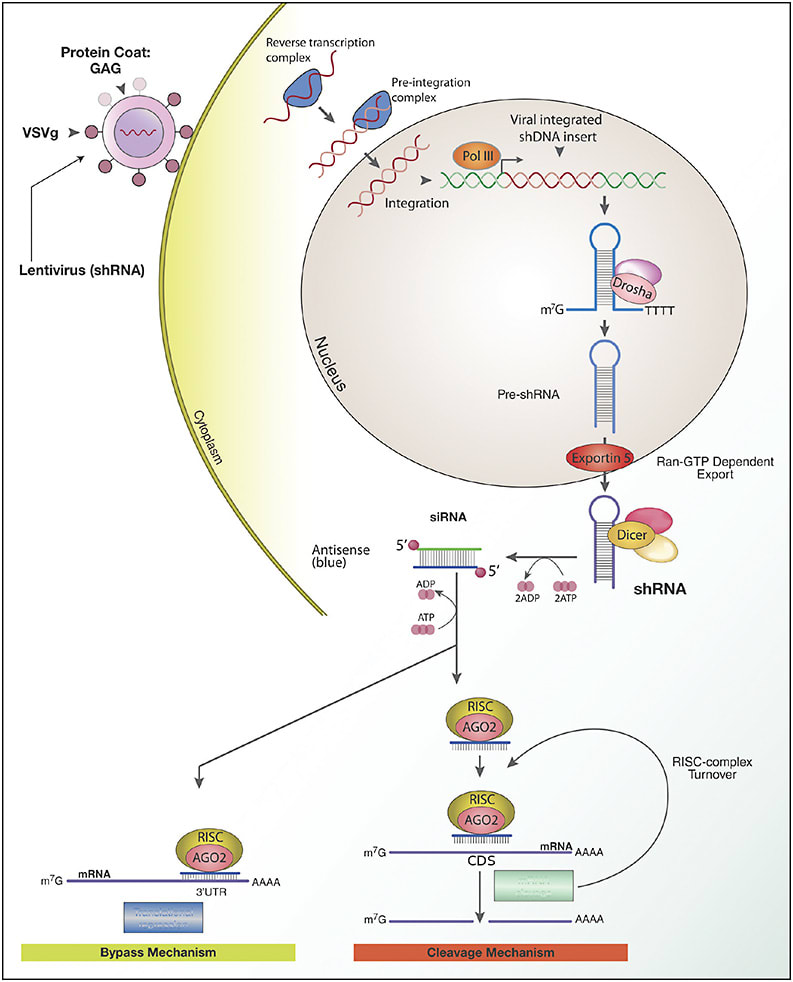 Figure 2. Delivery of shRNA and the mechanism of RNA interference. PRINTED WITH CREATIVE COMMONS LICENSE FROM HTTPS://COMMONS.WIKIMEDIA.ORG/WIKI/FILE:PRE-MRNA.SVG.