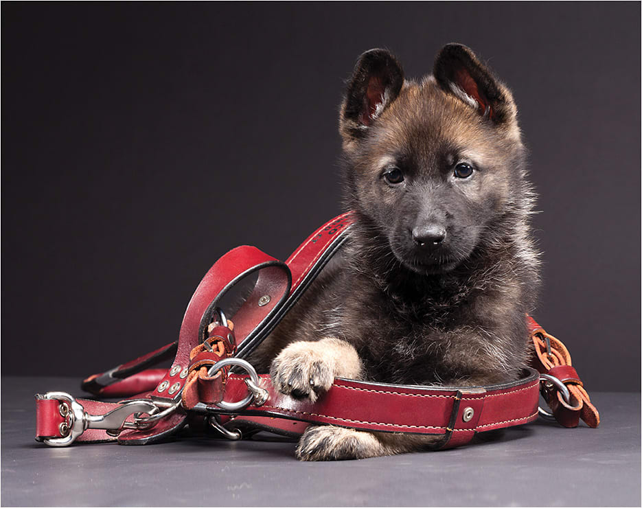 Photo courtesy Fidelco Guide Dog Foundation