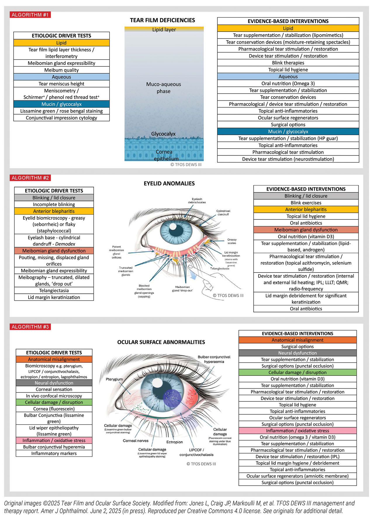 The TFOS DEWS III Management and Therapy Algorithms differ from the DEWS II report.