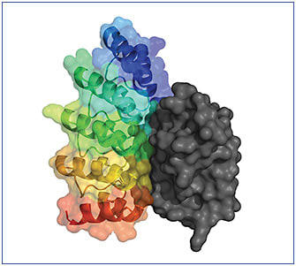 Figure 4. Due to their rigid, complementary binding surfaces, DARPin® molecules have high target affinity.