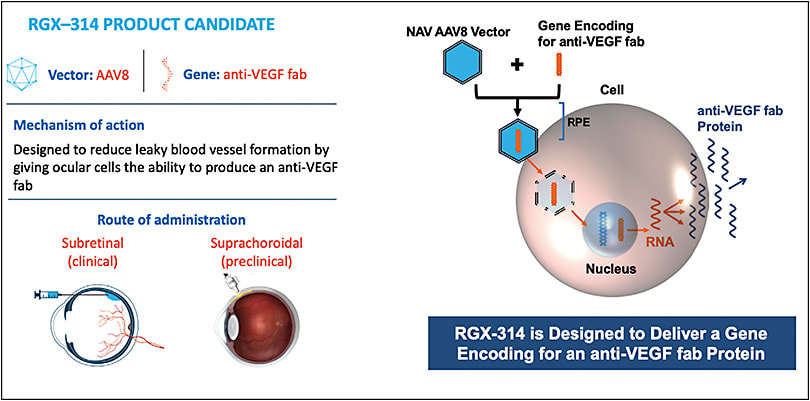 Figure 1.  The RGX-314 gene therapy targeting neovascular AMD (REGENXBIO), designed to deliver an anti-VEGF Fab. IMAGE COURTESY OF REGENXBIO
