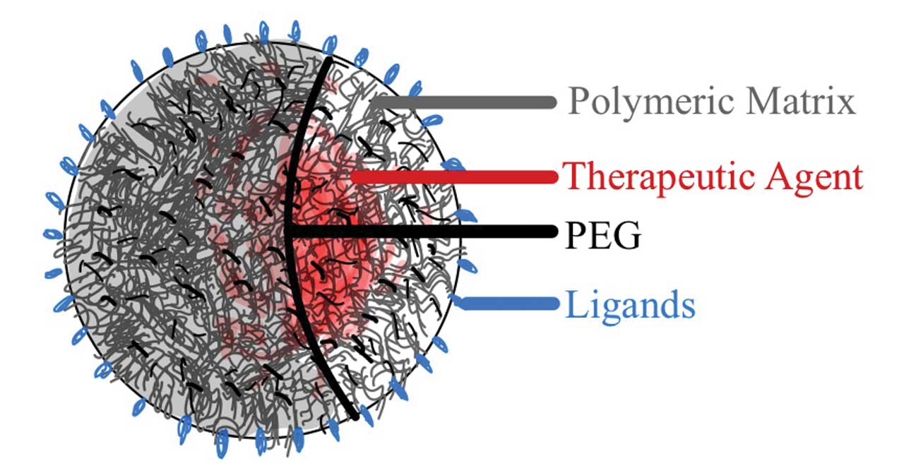 Figure 3.  Illustration of a nanoparticle utilizing a PEG polymer for delivery of a therapeutic agent. From: https://commons.wikimedia.org/wiki/File:Accurin_layers.jpg. Licensed for reuse under the Creative Commons Attribution-Share Alike 4.0 International license.