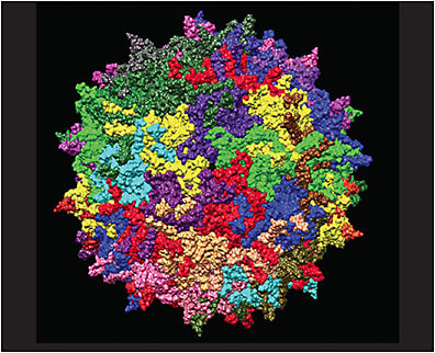 Figure 4. Adeno-associated virus serotype AAV2. From https://commons.wikimedia.org/wiki/File:Adeno-associated_virus_serotype_AAV2.jpg . Licensed for reuse.