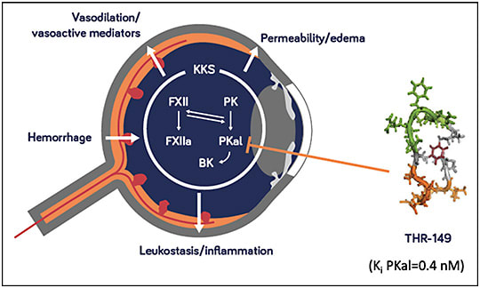 Figure 2. THR-149 is a potent plasma kallikrein (PKal) inhibitor. Plasma kallikrein and bradykinin induce retinal vascular permeability (RVP) in animal models.12-15 Diabetes-induced RVP is reduced in PKal-deficient mice.16 Plasma kallikrein inhibition and blockage of the bradykinin B1 and B2 receptors improve diabetes-induced retinal dysfunction in animal models.17