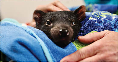 Derrick, a Tasmanian Devil at Australian Reptile Park, in Somersby, Aus., was the first such animal to undergo cataract surgery. Crikey! IMAGE COURTESY AUSTRALIAN REPTILE PARK