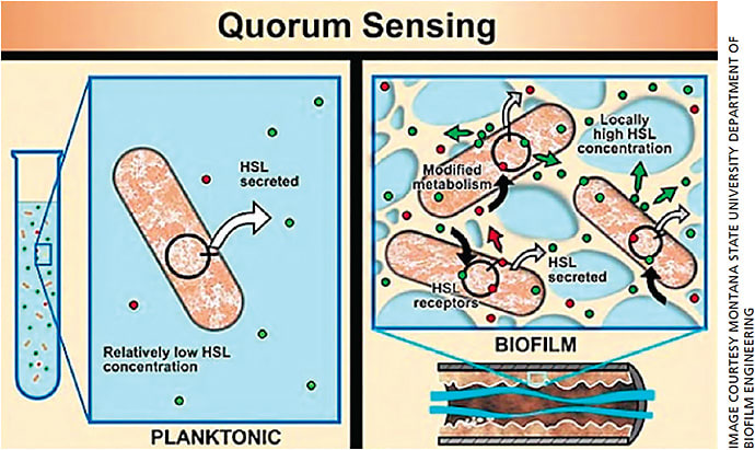 Figure 1. Homoserine lactones and quorum sensing leading to toxin release from biofilm.