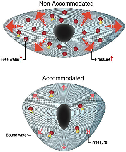 Figure 2. Representation of an accommodated and unaccommodated lens. Top: unaccommodated lens fixed in its compressed configuration, trapping free water within the interstitium and resulting in higher internal pressure. Bottom: accommodated lens with most water molecules existing in the bound state.