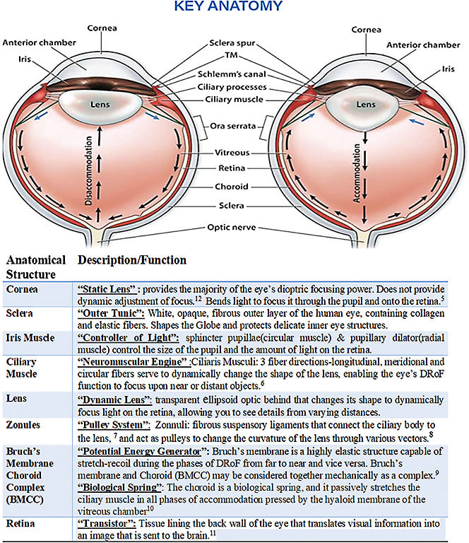 Figure 1. Key anatomy of the DRoF biomechanical functions of the eye.5–12 Figure from 13.