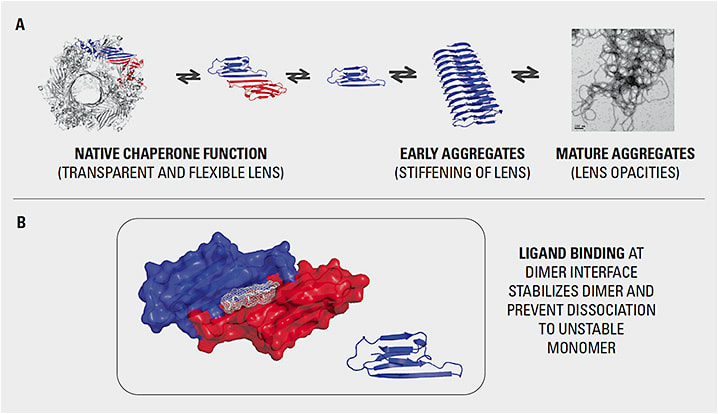 Figure 1. An age-related continuum of crystallin aggregation initially results in presbyopia (lens stiffening) and later cataracts (lens opacities). A) The native chaperone function of α-crystallin is lost as the native dimer structure breaks down, leading to aggregation. B) Small-molecule chaperones for α-crystallin stabilize the dimer, preventing and reversing aggregation of the lens crystallins.