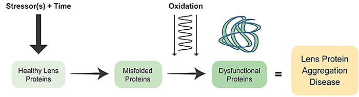 Figure 1. Schematic representation highlighting the role that stressors play on the lens: over time, certain stressors initiate protein misfolding, leading to dysfunctional proteins and the disease state.