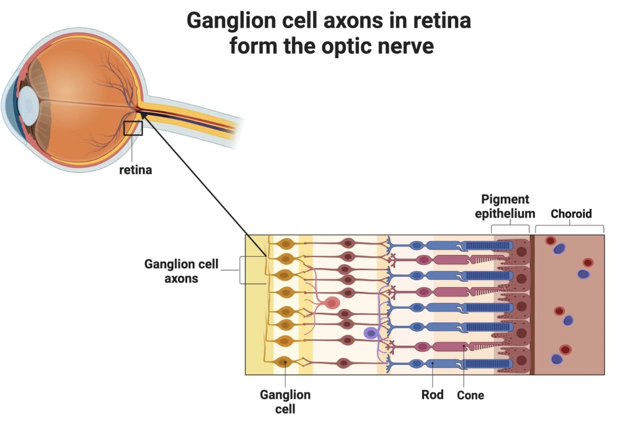 Illustration shows how axons from ganglion cells in the retina join together to form the optic nerve, which extends into the brain. Created with BioRender. Image courtesy of NEI