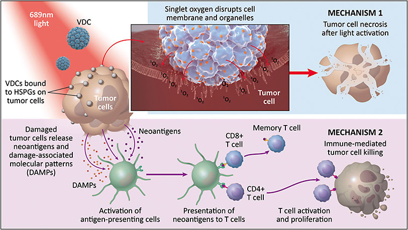 Figure 2. The dual mechanism of action of AU-011, causing acute tumor necrosis and immune activation.