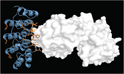 Figure 1. The abicipar pegol molecule (Molecular Partners /Allergan).