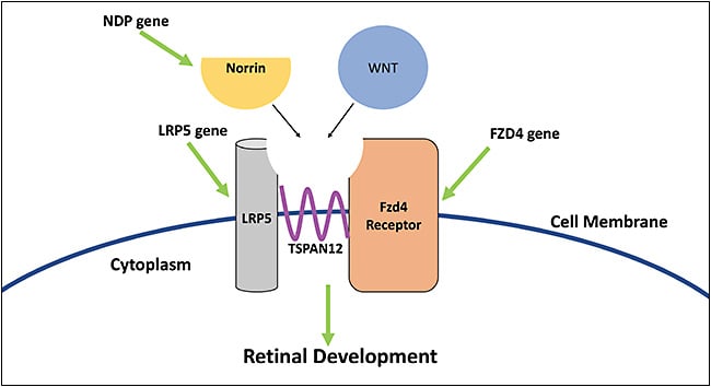 Figure 4. Wnt signaling pathway. This diagram displays the various interactions that the FZD4, LRP5, and NDP genes have with the Wnt signaling pathway.9 Aberrant signaling in any of these pathways can result in deviations to normal retinal development.