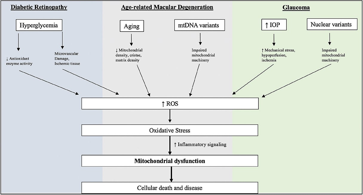 Figure 1. A number of complex cellular mechanisms are thought to contribute to reactive oxygen species (ROS) production in major retinal diseases. Oxidative stress is a shared feature of these conditions and leads to mitochondrial dysfunction and subsequent cell death.mtDNA; mitochondrial DNA, IOP; intraocular pressure