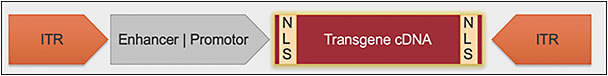 Figure 2. Gene therapy construct. ITR; inverted terminal repeats, NLS; nuclear localization signals.