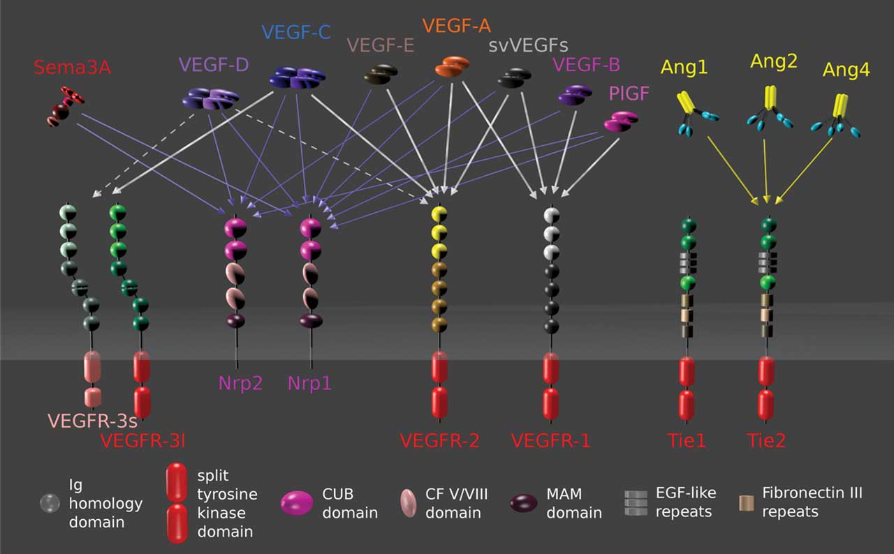 Figure 1.  Schematic depiction of the major angiogenic factors and receptors implicated in the pathogenesis of nAMD. From: https://commons.wikimedia.org/wiki/File:Endothelial_receptors_and_growth_factors_02.svg. Licensed for reuse under the Creative Commons Attribution-Share Alike 4.0 International license.