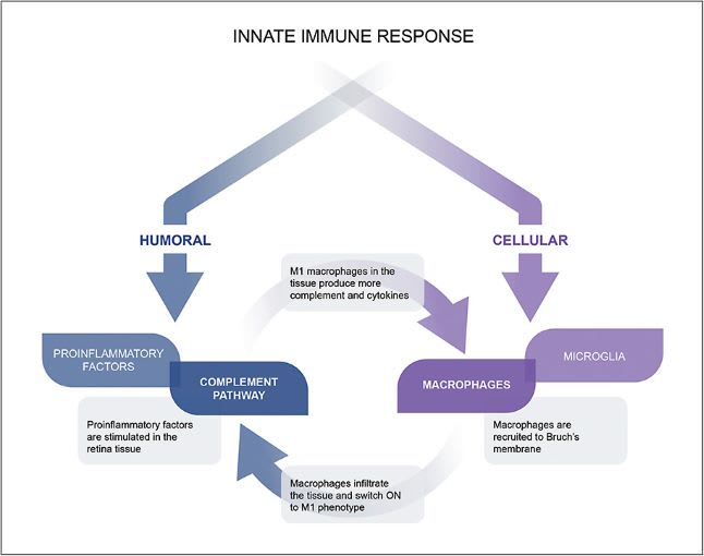 Figure 2. The 2 arms of the innate immune system’s response. The humoral arm encompasses signaling pathways such as proinflammatory factors, cytokines, and the complement system. The cellular arm contains responses from immune cells like microglia and macrophages.